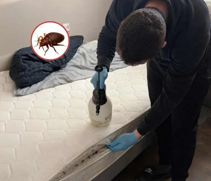 Technicien traitant un matelas contre les punaises de lit à Courson-Monteloup